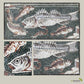 Classical Roman mosaic fish 